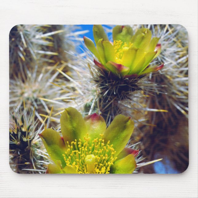 Silver Cholla Kaktus Vilda Blommor Musmatta (Framsidan)