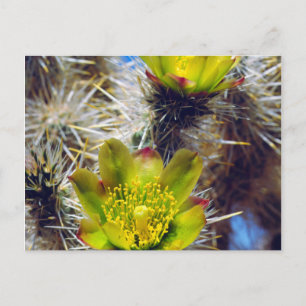 Silver Cholla Kaktus Vilda Blommor Vykort