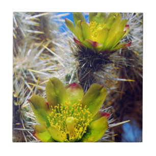 Silver Cholla Kaktus Vildblommor Kakelplatta