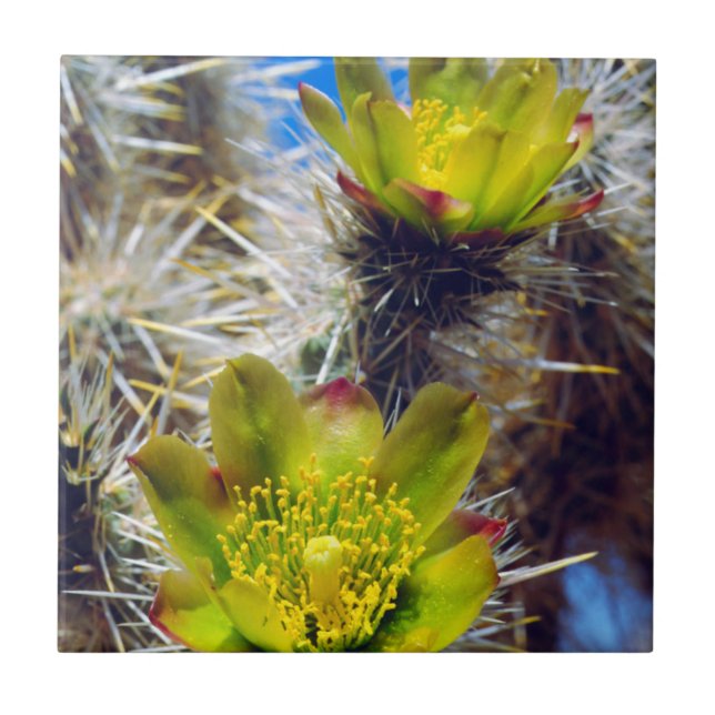 Silver Cholla Kaktus Vildblommor Kakelplatta (Framsidan)