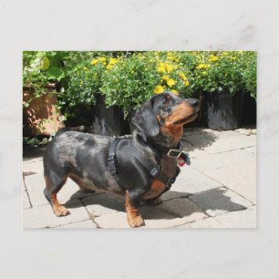 Silver Dapple Dachshund Buddy 2 Vykort