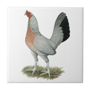 Silver Duckwing Game Hen Kakelplatta