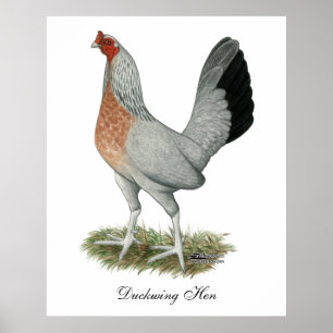 Silver Duckwing Game Höna Poster