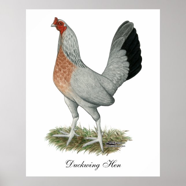 Silver Duckwing Game Höna Poster (Framsidan)