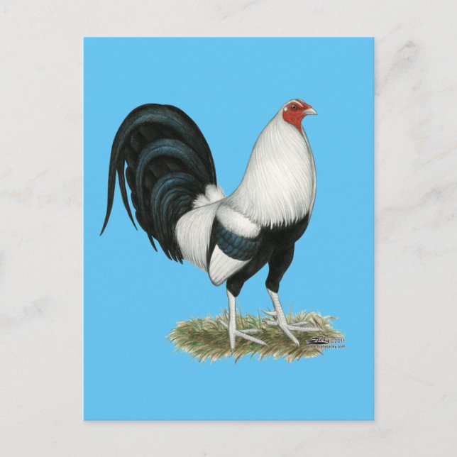 Silver Duckwing Gamecock Vykort (Framsida)