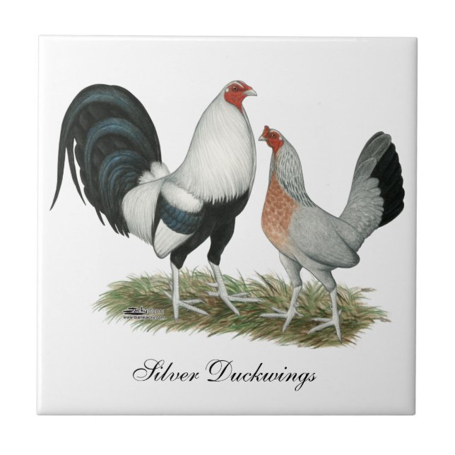 Silver Duckwing Gamefowl Kakelplatta (Framsidan)
