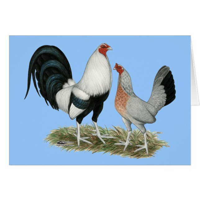 Silver Duckwing Gamefowl OBS Kort (Framsidan Horizontal)