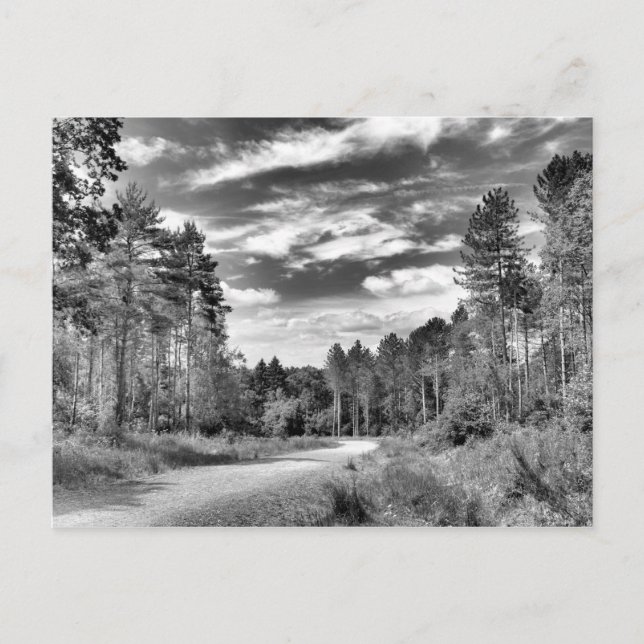 Silver Forest Vykort (Framsida)