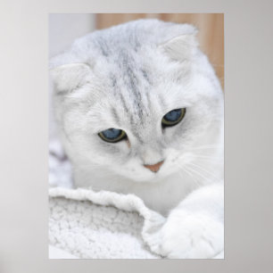 Silver gradient skotsk katt poster