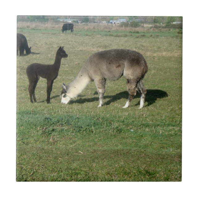 Silver Grått Alpaca & Cria Kakelplatta (Framsidan)