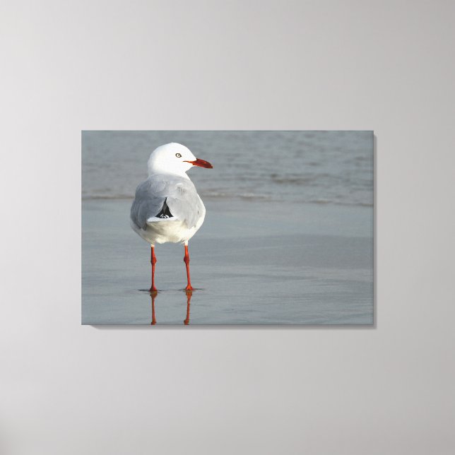 SILVER GULL 24x36 Canvastryck (Framsida)