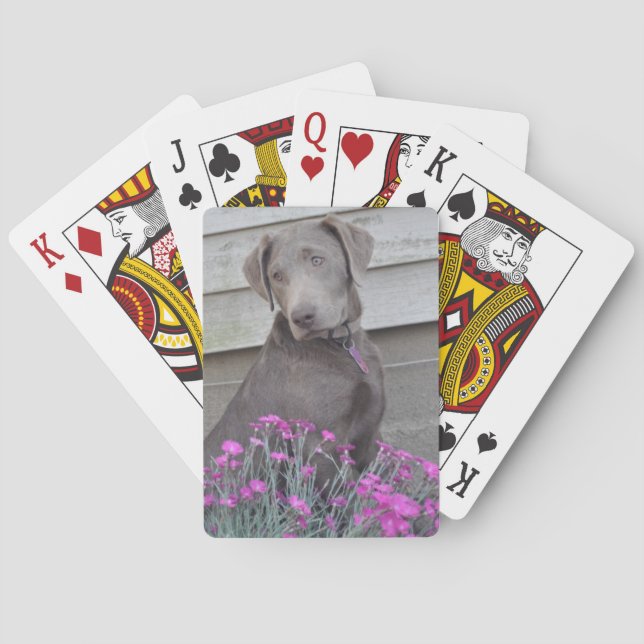 Silver Labradors Casinokort (Baksidan)