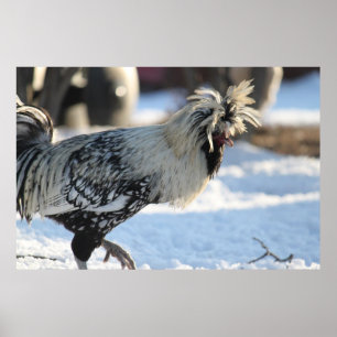Silver Laced polska Crested Poster