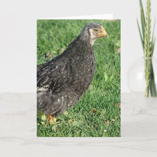 Silver Laced Wyandotte Chick Kort