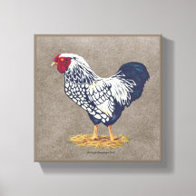 Silver Laced Wyandotte Tupp