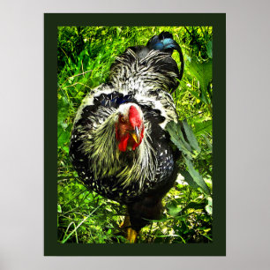 Silver Laced Wyandotte Tupp Grönt Animal Poster