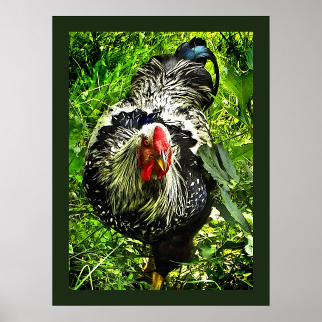 Silver Laced Wyandotte Tupp Grönt Animal Poster (Framsidan)