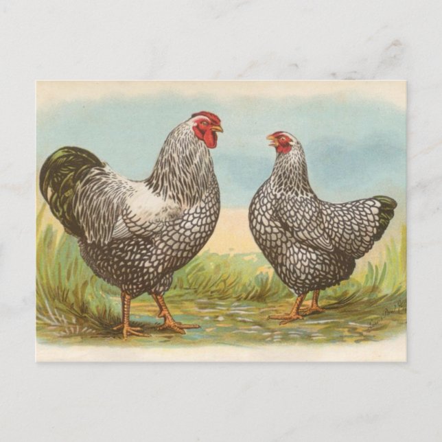 Silver Laced Wyandottes Vykort (Framsida)