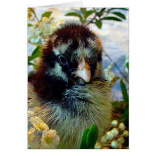 Silver-lakad Cochin-Chick i Studio-inställning Hälsningskort