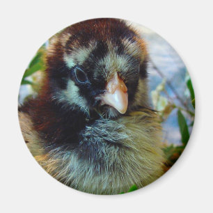Silver-lakad Cochin-Chick i Studio-inställning Magnet