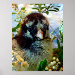 Silver-lakad Cochin-Chick i Studio-inställning Poster