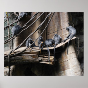 Silver Langur Monkey Troop med Baby Poster