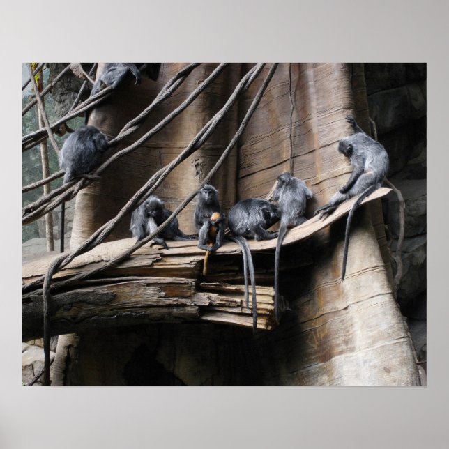 Silver Langur Monkey Troop med Baby Poster (Framsidan)