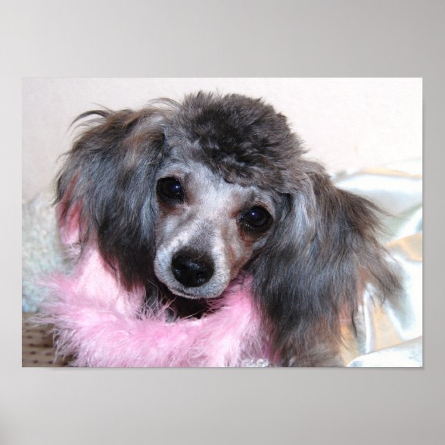 Silver Leksak Pudel Ansikte Poster (Framsidan)