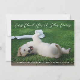 Silver Lining Photo Pet Adoption Meddelande