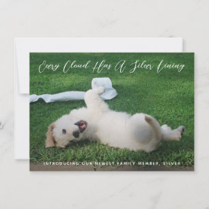 Silver Lining Photo Pet Adoption Meddelande