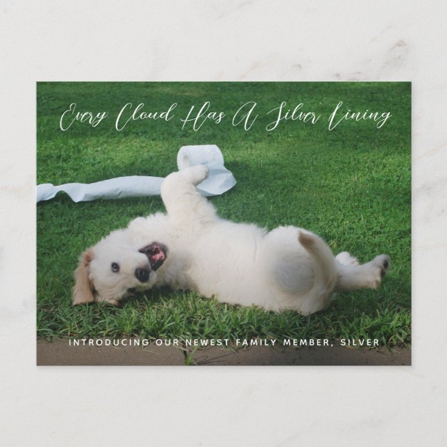 Silver Lining Photo Pet Adoption Notice Meddelande Vykort (Framsida)