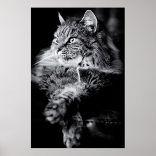 Silver Long Hair Tabby katt Poster