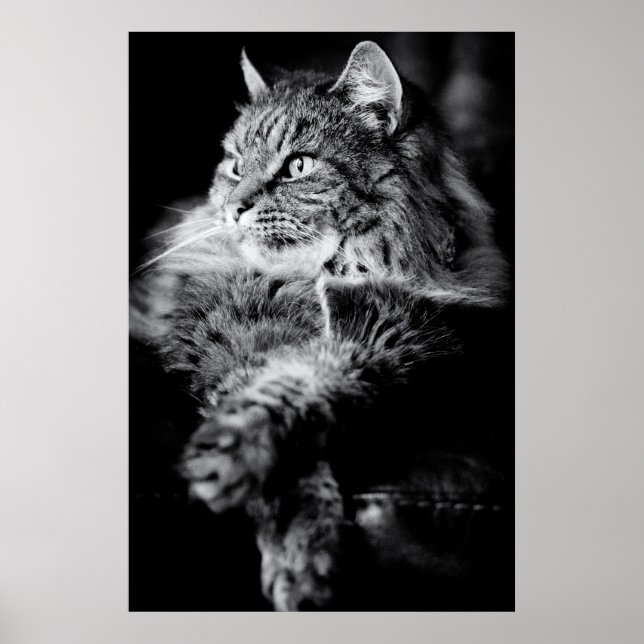 Silver Long Hair Tabby katt Poster (Framsidan)