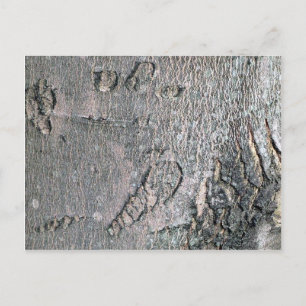 Silver Maple bark Vykort