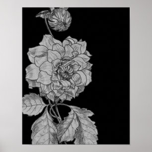 Silver Peony blomstrar på svart Blommigt Art Poster
