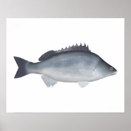 Silver Perch Poster