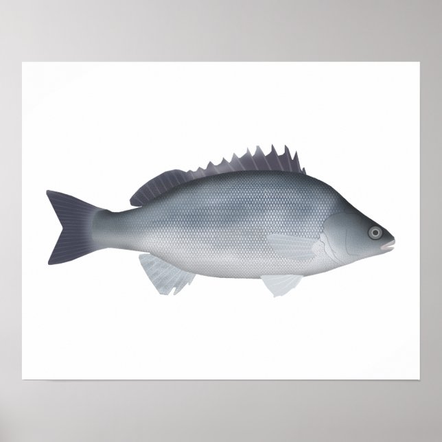 Silver Perch Poster (Framsidan)