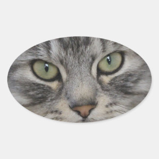 Silver persian Cat Ansikte Oval Stickers Ovalt Klistermärke