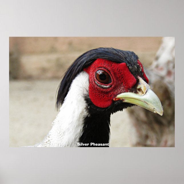 Silver Pheasants Poster (Framsidan)