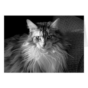 Silver- plåsterad tablett med vit Maine Coon katt Hälsningskort