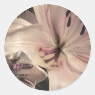 Silver Rosa Lilly Bröllopsbjudan Sälar Runt Klistermärke