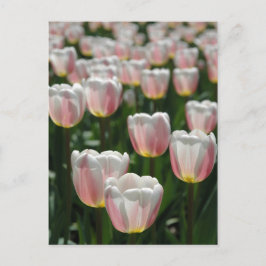Silver rosa-tulpaner vykort