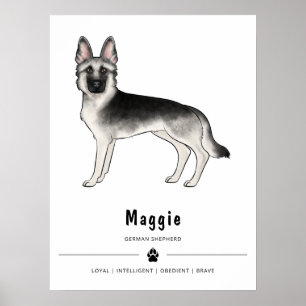 Silver Sable tysk schäferhund och anpassad text Poster