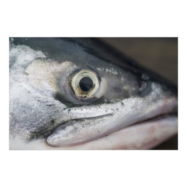 Silver Salmon Ansikte Fototryck (Framsidan)