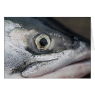 Silver Salmon Ansikte Hälsningskort