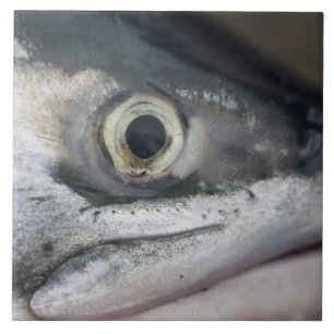 Silver Salmon Ansikte Kakelplatta