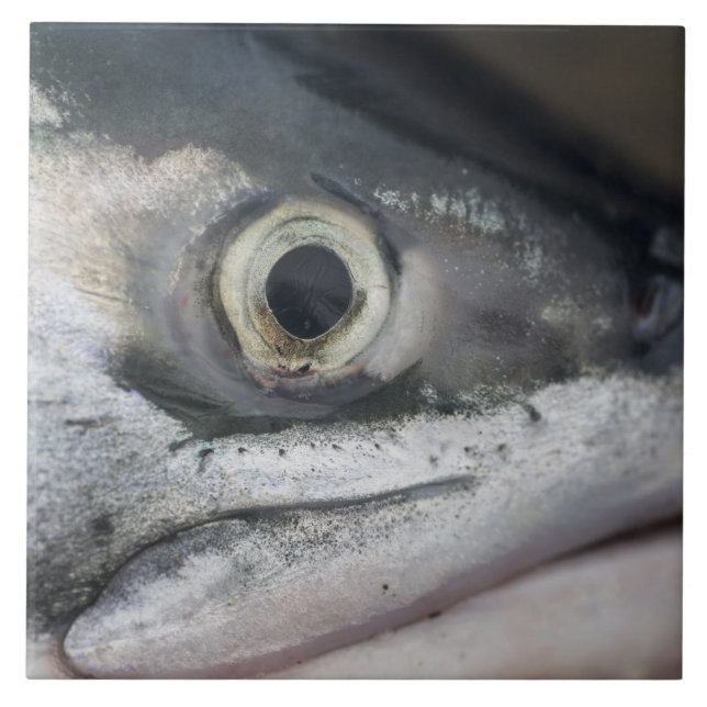 Silver Salmon Ansikte Kakelplatta (Framsidan)