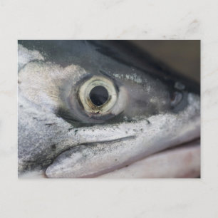 Silver Salmon Ansikte Vykort