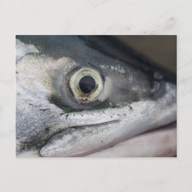 Silver Salmon Ansikte Vykort (Framsida)