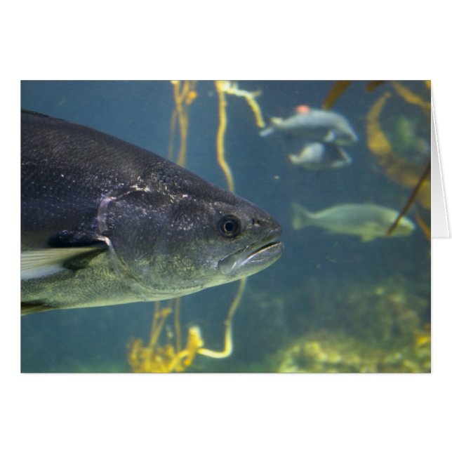 Silver Salmon Card Hälsningskort (Framsidan Horizontal)